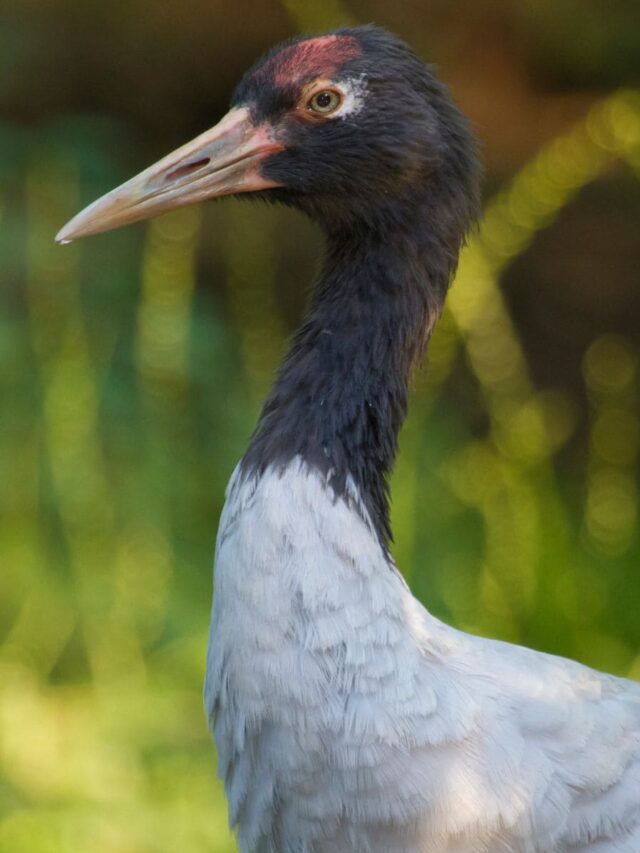 India’s State Birds That Are on the Brink