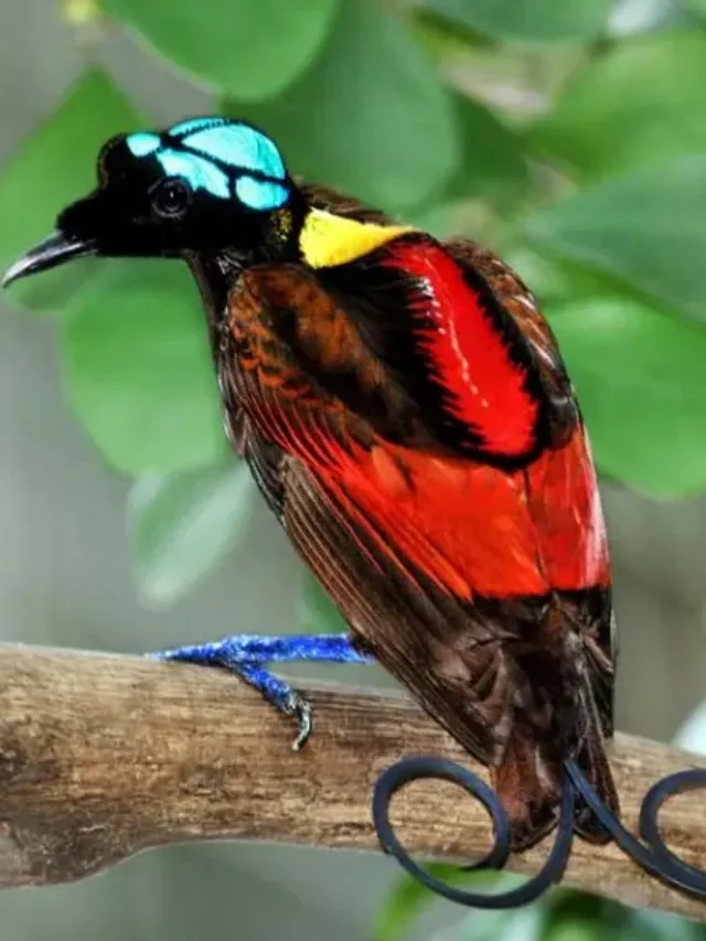 10 Most Colorful Birds That Look Straight Out of a Painting