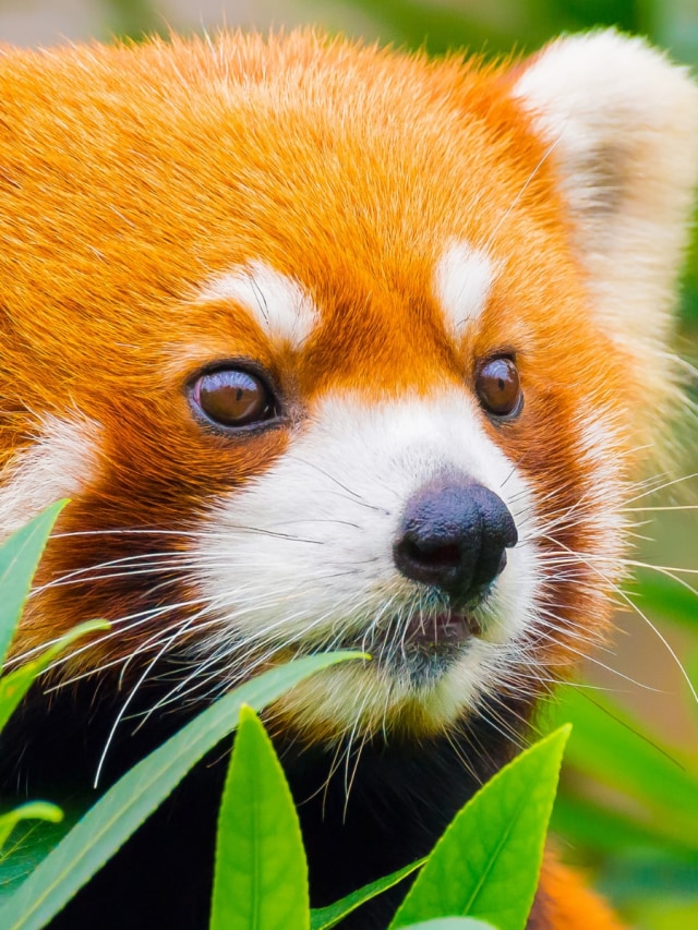 Spot Red Pandas in India: Hidden Safari Gems