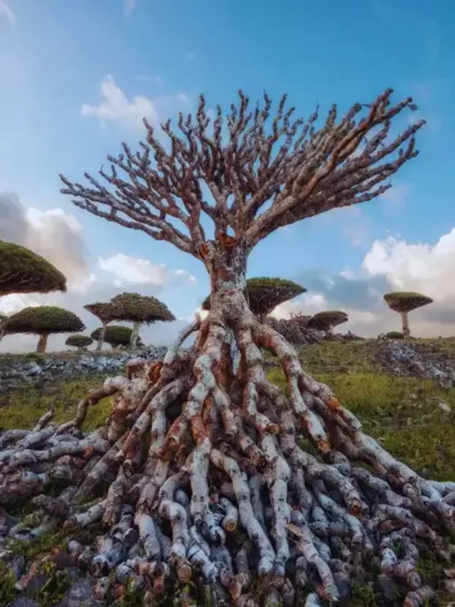 Unbelievable But Real: The World’s Weirdest Trees