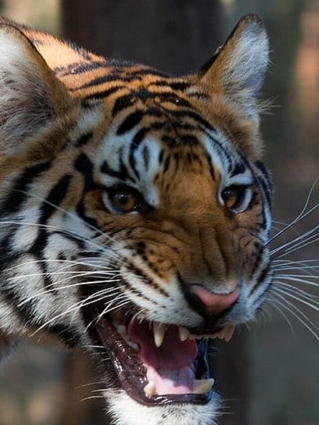 10 Countries to Visit If You Love Wildlife