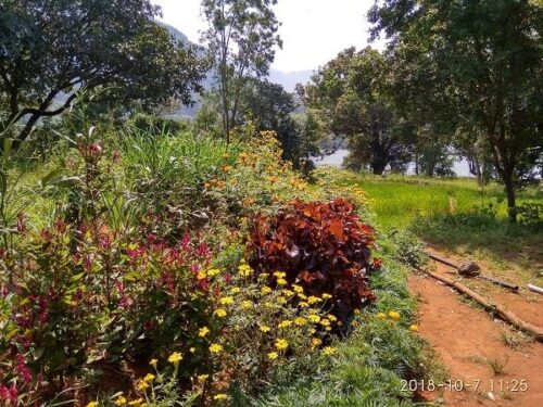 Bhandardara Garden Area