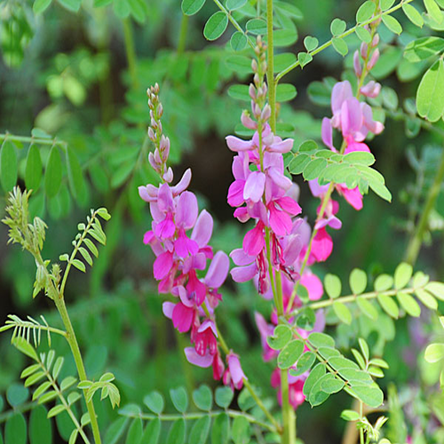 Himalayan Indigo