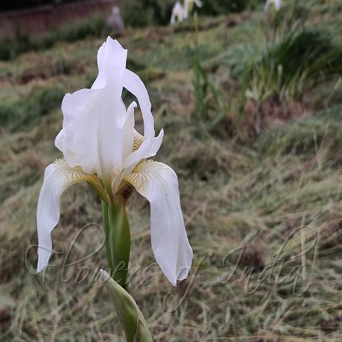 Kashmir Iris