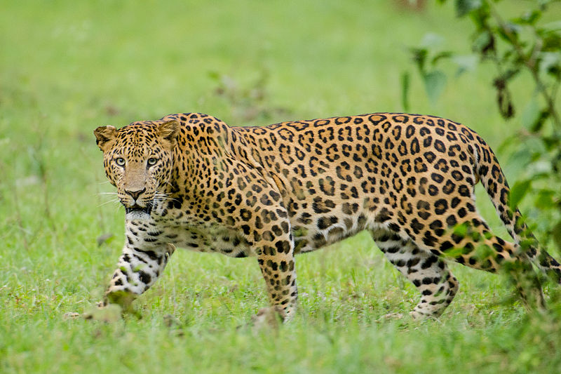 Image of a leopard 10 Best Wildlife Sanctuary Near Pune To Visit 