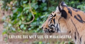 National Parks And Wildlife Sanctuaries In Maharashtra