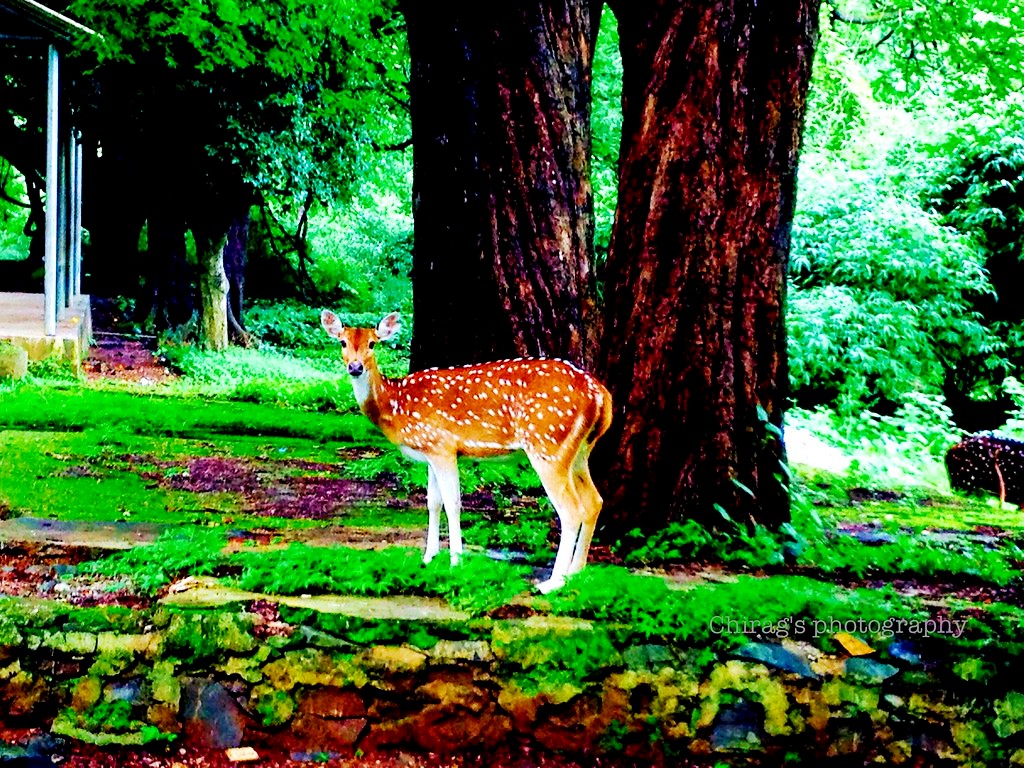  sanjay gandhi nat park spotted deer Awesome National Parks and Wildlife Sanctuaries In Maharashtra