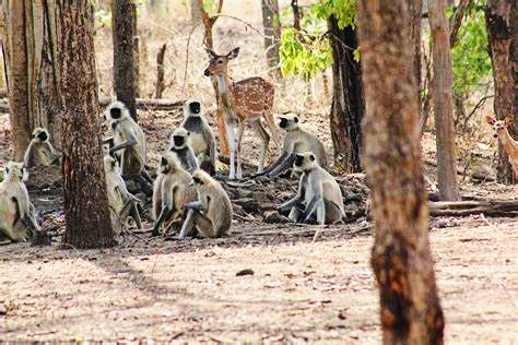 pench 1 Awesome National Parks and Wildlife Sanctuaries In Maharashtra