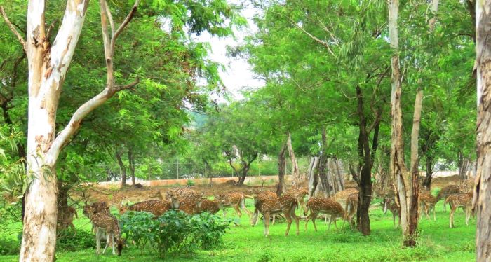Nandan Jungle Safari 35 Tourist Places Near Raipur To Visit