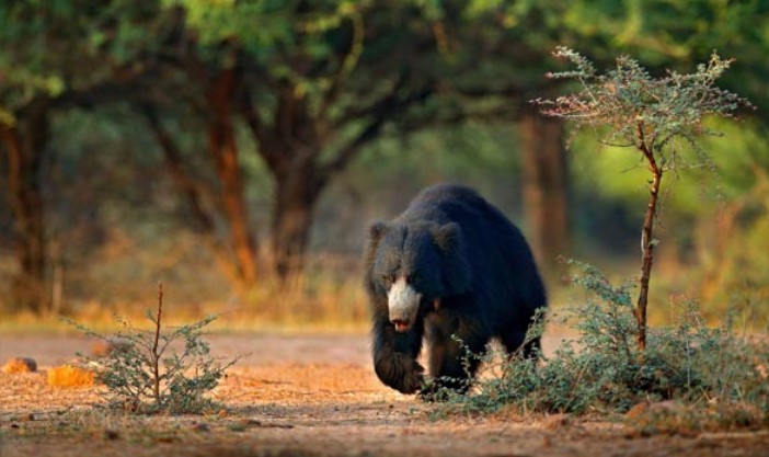 Gautala Atramghat Wildlife Sanctuary 10 Best Picnic Spots Near Aurangabad
