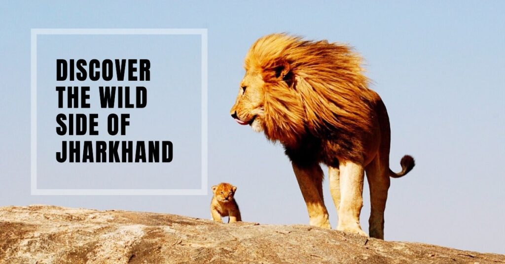 Jungle Resort In Jharkhand