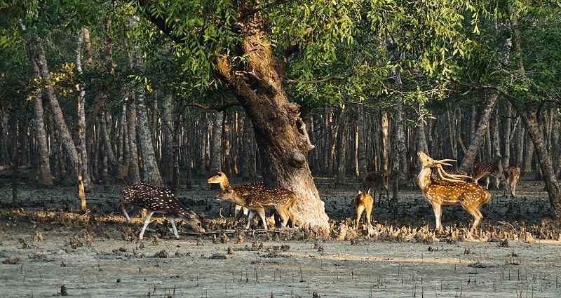 Top 10 Places in Sundarban • Travelothon