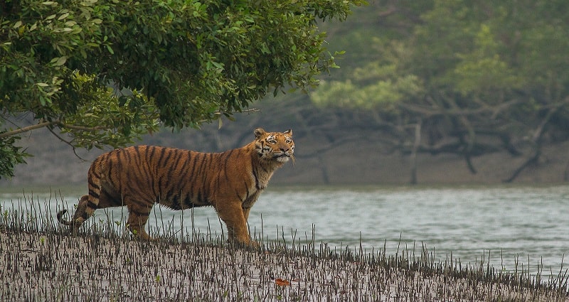 Sundarban Tigers
