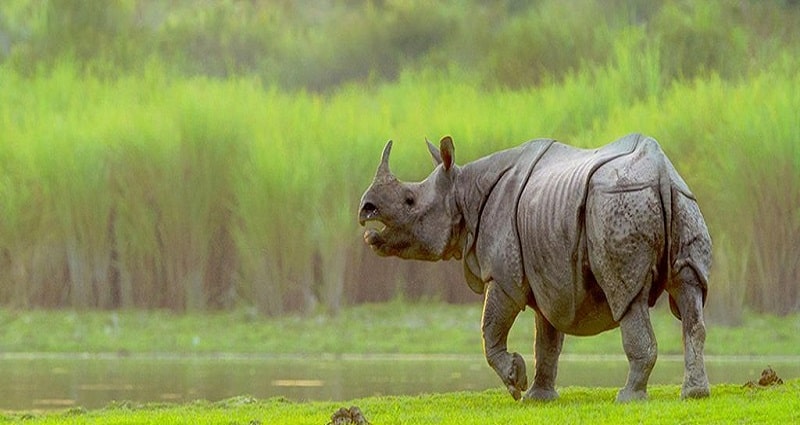 Rhino at kaziranga national park