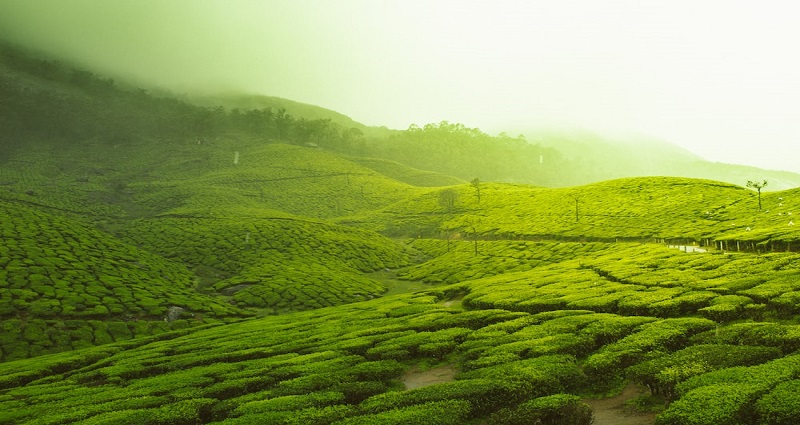 Munnar: Best Tourist Place In January