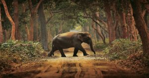 Wildlife Sanctuary And National Parks In Uttar Pradesh