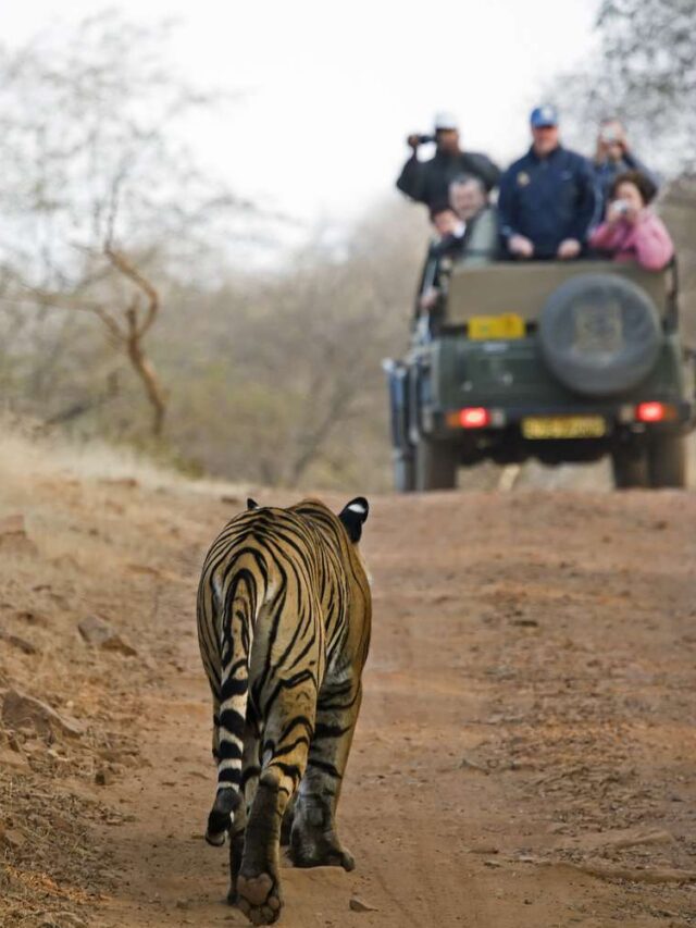 young-male-bengal-tiger-walking-towards-a-tourist-laden-jeep-85867466-58e54e885f9b58ef7e81eecd