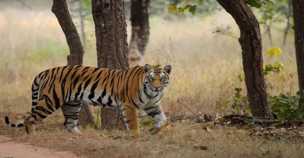 How to Reach Bandhavgarh National Park in Madhya Pradesh