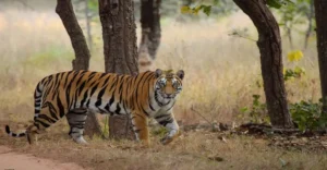 How to Reach Bandhavgarh National Park in Madhya Pradesh