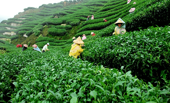 Tea & Coffee: Shopping in Wayanad